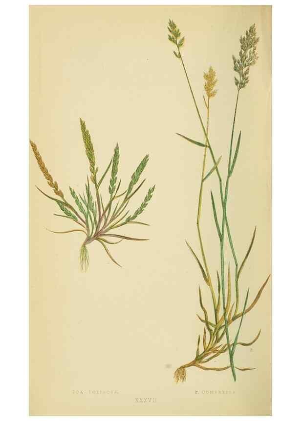 Reproducción/Reproduction 6869559321: A natural history of British grasses.. London,Groombridge,1858.