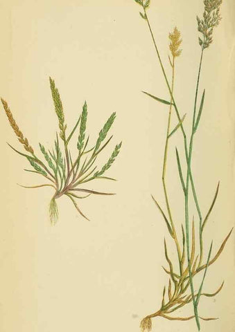 Reproducción/Reproduction 6869559321: A natural history of British grasses.. London,Groombridge,1858.