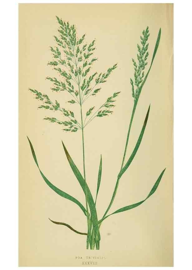 Reproducción/Reproduction 6869560501: A natural history of British grasses.. London,Groombridge,1858.