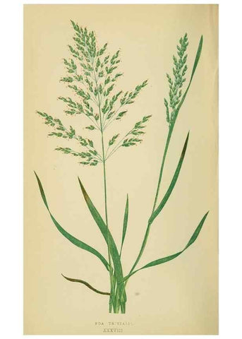Reproducción/Reproduction 6869560501: A natural history of British grasses.. London,Groombridge,1858.