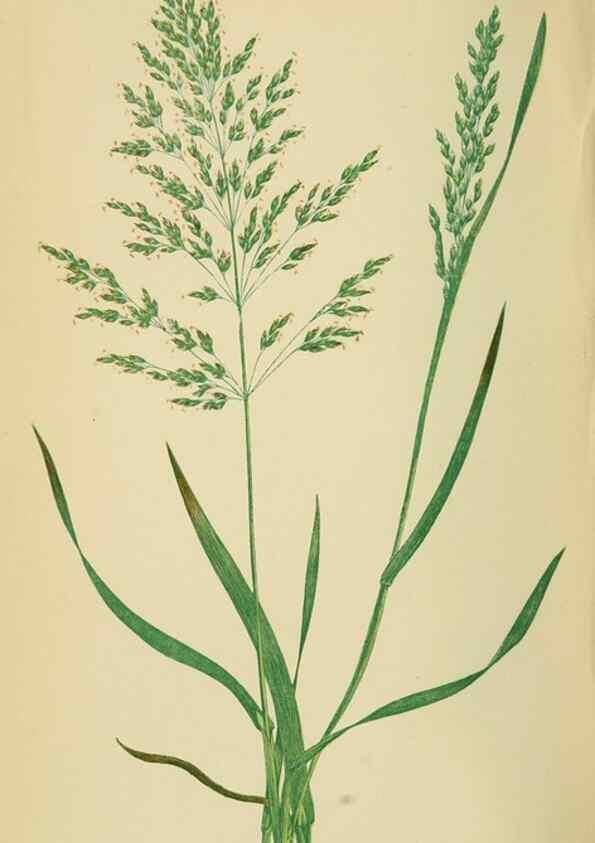 Reproducción/Reproduction 6869560501: A natural history of British grasses.. London,Groombridge,1858.