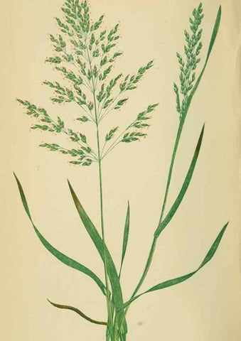 Reproducción/Reproduction 6869560501: A natural history of British grasses.. London,Groombridge,1858.
