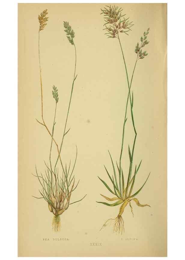 Reproducción/Reproduction 6869561277: A natural history of British grasses.. London,Groombridge,1858.