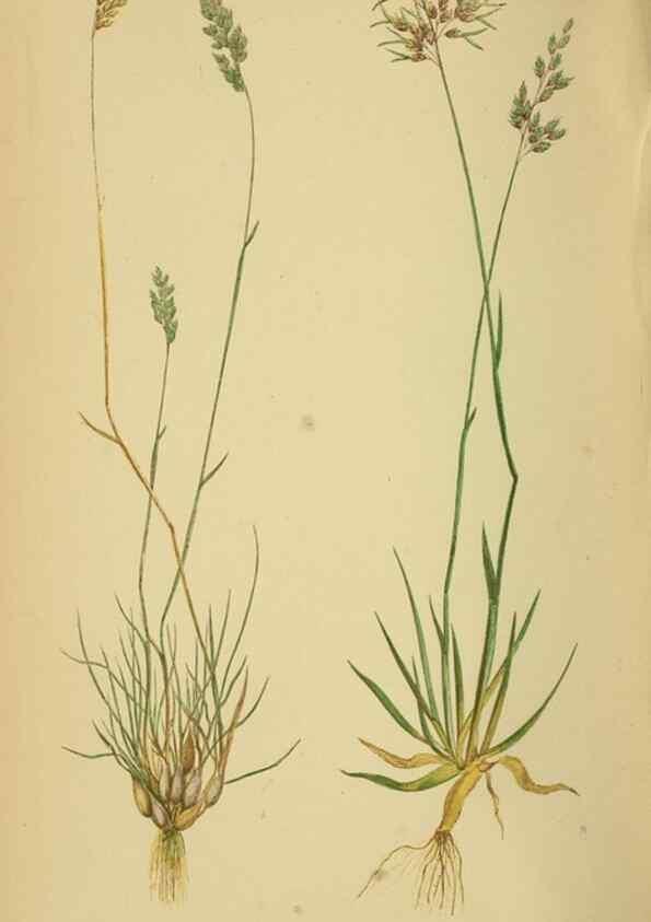 Reproducción/Reproduction 6869561277: A natural history of British grasses.. London,Groombridge,1858.