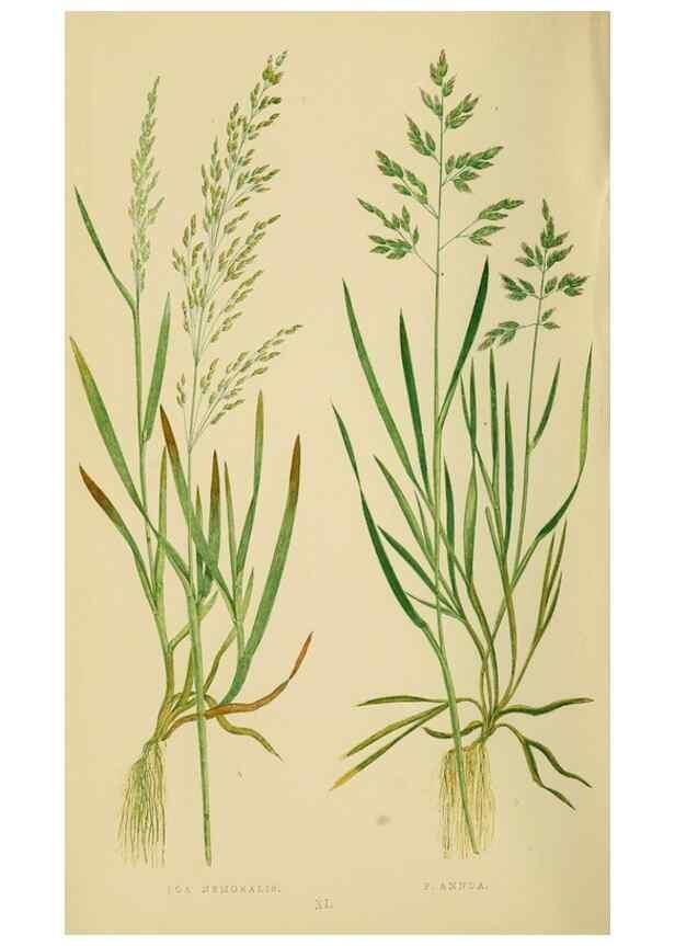 Reproducción/Reproduction 6869562241: A natural history of British grasses.. London,Groombridge,1858.