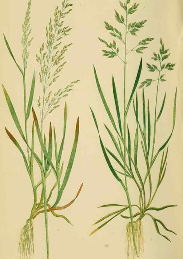 Reproducción/Reproduction 6869562241: A natural history of British grasses.. London,Groombridge,1858.