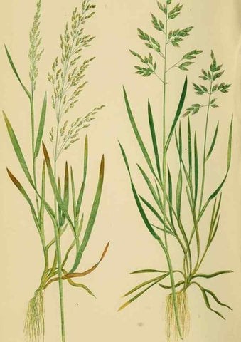 Reproducción/Reproduction 6869562241: A natural history of British grasses.. London,Groombridge,1858.