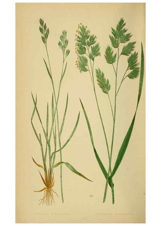 Reproducción/Reproduction 6869563211: A natural history of British grasses.. London,Groombridge,1858.