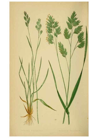 Reproducción/Reproduction 6869563211: A natural history of British grasses.. London,Groombridge,1858.
