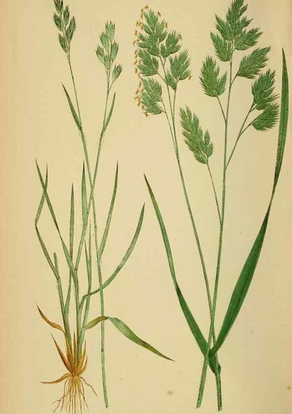 Reproducción/Reproduction 6869563211: A natural history of British grasses.. London,Groombridge,1858.