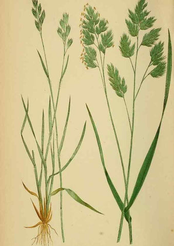 Reproducción/Reproduction 6869563211: A natural history of British grasses.. London,Groombridge,1858.