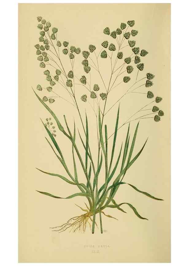 Reproducción/Reproduction 6869564017: A natural history of British grasses.. London,Groombridge,1858.