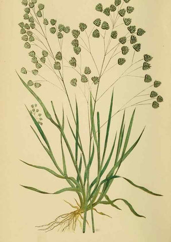 Reproducción/Reproduction 6869564017: A natural history of British grasses.. London,Groombridge,1858.