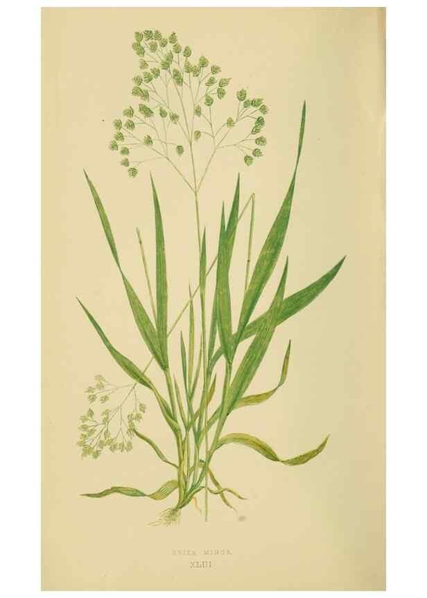 Reproducción/Reproduction 6869564875: A natural history of British grasses.. London,Groombridge,1858.