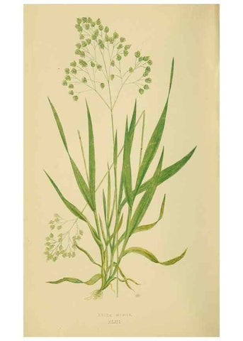 Reproducción/Reproduction 6869564875: A natural history of British grasses.. London,Groombridge,1858.