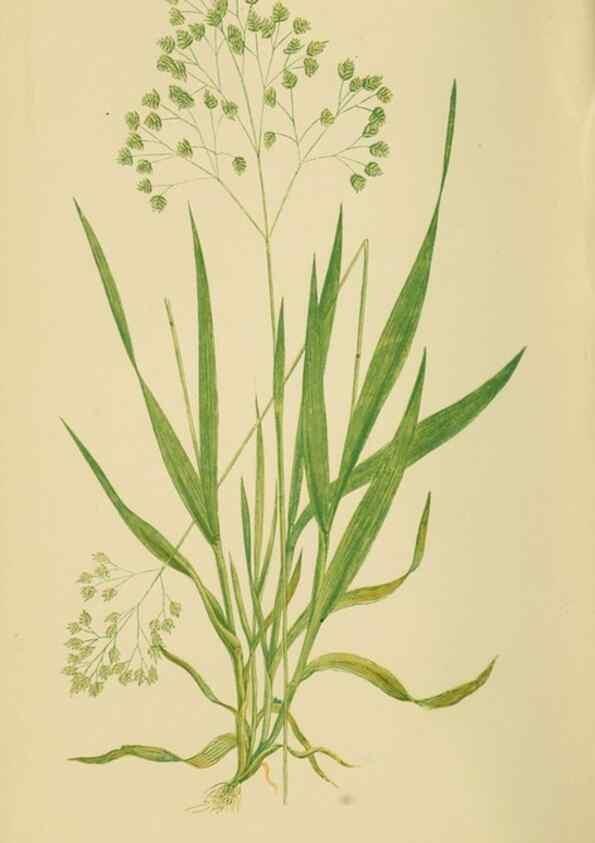 Reproducción/Reproduction 6869564875: A natural history of British grasses.. London,Groombridge,1858.