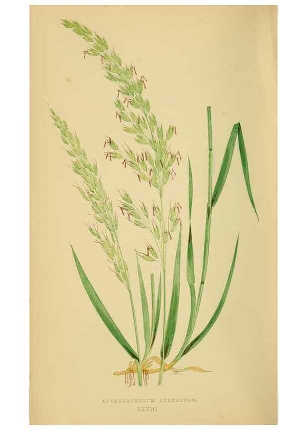 Reproducción/Reproduction 6869551247: A natural history of British grasses.. London,Groombridge,1858.