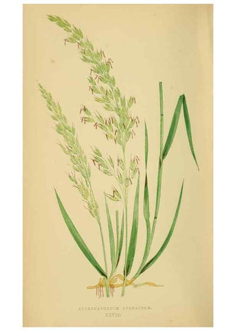 Reproducción/Reproduction 6869551247: A natural history of British grasses.. London,Groombridge,1858.
