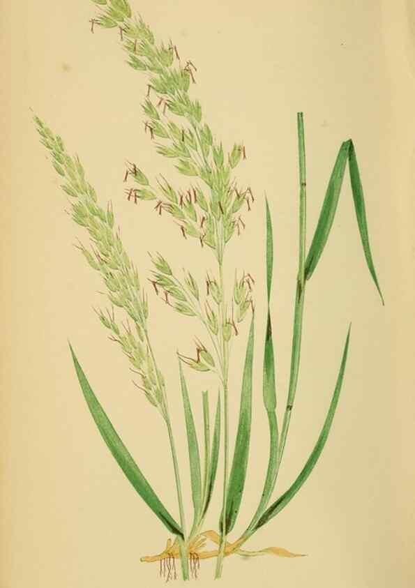 Reproducción/Reproduction 6869551247: A natural history of British grasses.. London,Groombridge,1858.