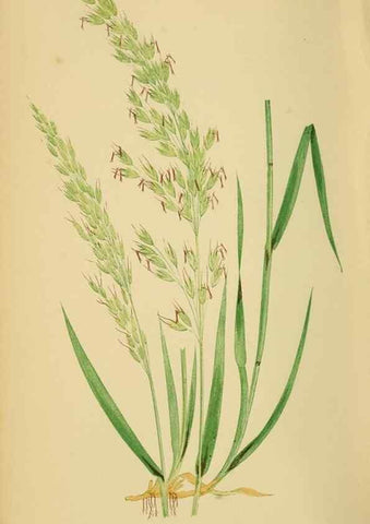 Reproducción/Reproduction 6869551247: A natural history of British grasses.. London,Groombridge,1858.