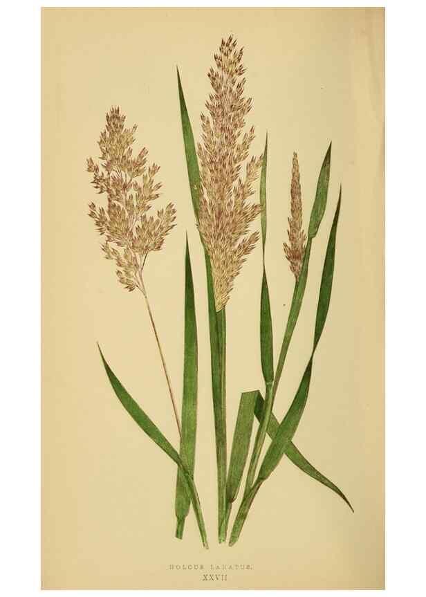 Reproducción/Reproduction 6869550381: A natural history of British grasses.. London,Groombridge,1858.