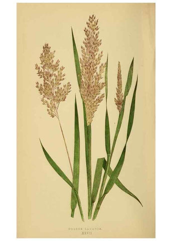 Reproducción/Reproduction 6869550381: A natural history of British grasses.. London,Groombridge,1858.