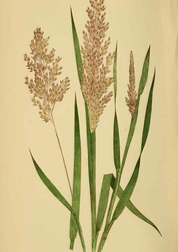 Reproducción/Reproduction 6869550381: A natural history of British grasses.. London,Groombridge,1858.