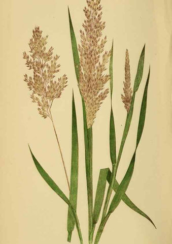 Reproducción/Reproduction 6869550381: A natural history of British grasses.. London,Groombridge,1858.