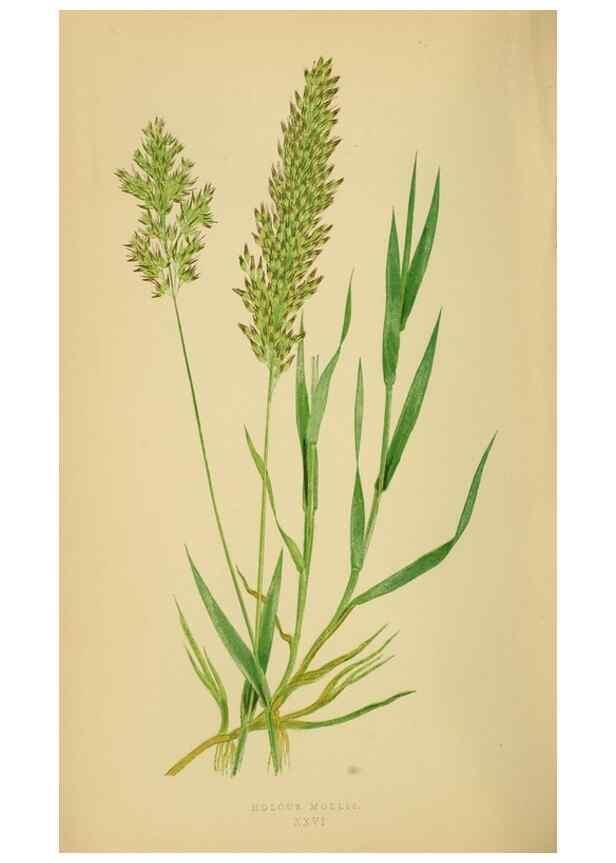 Reproducción/Reproduction 6869549615: A natural history of British grasses.. London,Groombridge,1858.