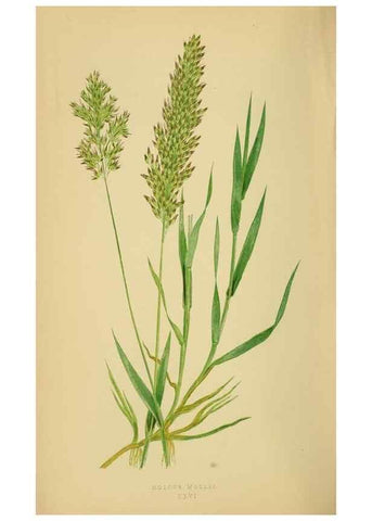Reproducción/Reproduction 6869549615: A natural history of British grasses.. London,Groombridge,1858.