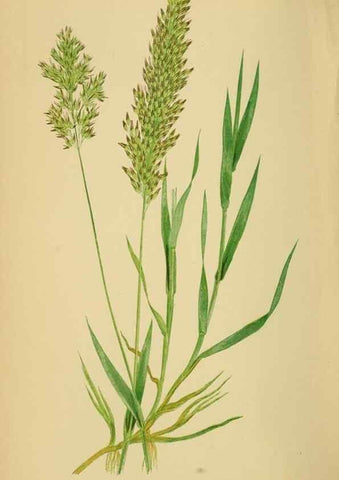 Reproducción/Reproduction 6869549615: A natural history of British grasses.. London,Groombridge,1858.