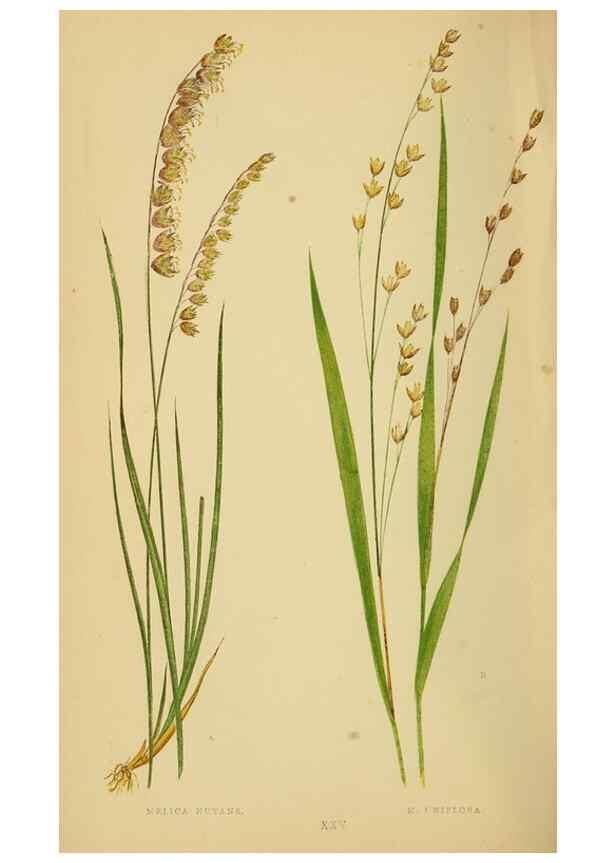 Reproducción/Reproduction 6869548889: A natural history of British grasses.. London,Groombridge,1858.