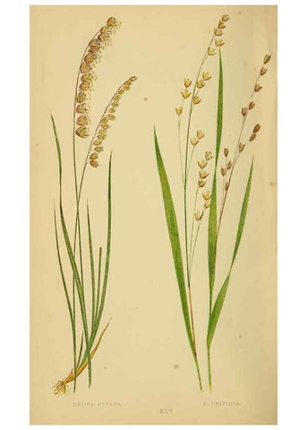 Reproducción/Reproduction 6869548889: A natural history of British grasses.. London,Groombridge,1858.