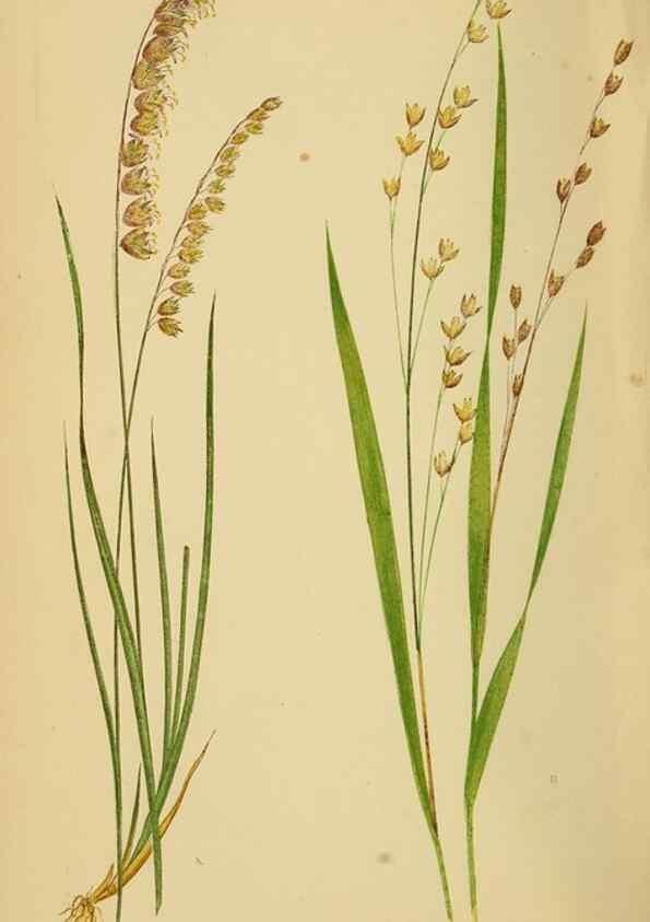 Reproducción/Reproduction 6869548889: A natural history of British grasses.. London,Groombridge,1858.
