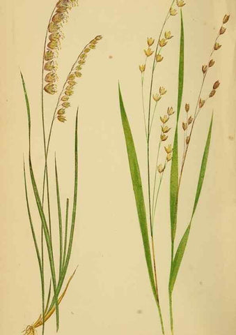 Reproducción/Reproduction 6869548889: A natural history of British grasses.. London,Groombridge,1858.