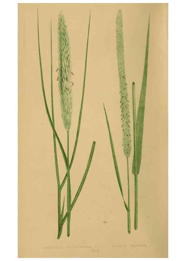 Reproducción/Reproduction 6869529931: A natural history of British grasses.. London,Groombridge,1858.