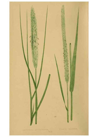 Reproducción/Reproduction 6869529931: A natural history of British grasses.. London,Groombridge,1858.