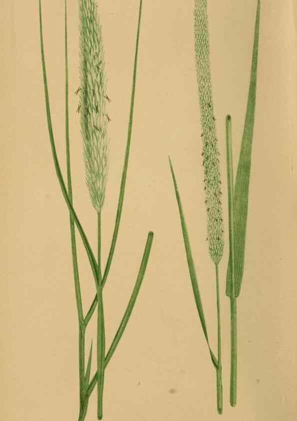 Reproducción/Reproduction 6869529931: A natural history of British grasses.. London,Groombridge,1858.