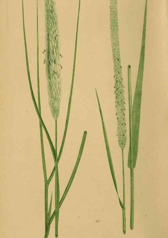 Reproducción/Reproduction 6869529931: A natural history of British grasses.. London,Groombridge,1858.