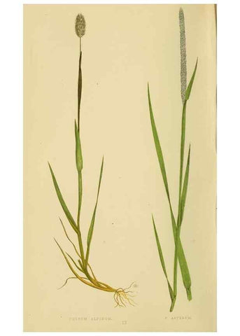 Reproducción/Reproduction 6869536203: A natural history of British grasses.. London,Groombridge,1858.
