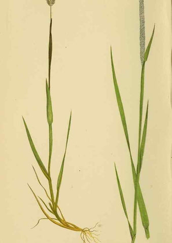 Reproducción/Reproduction 6869536203: A natural history of British grasses.. London,Groombridge,1858.