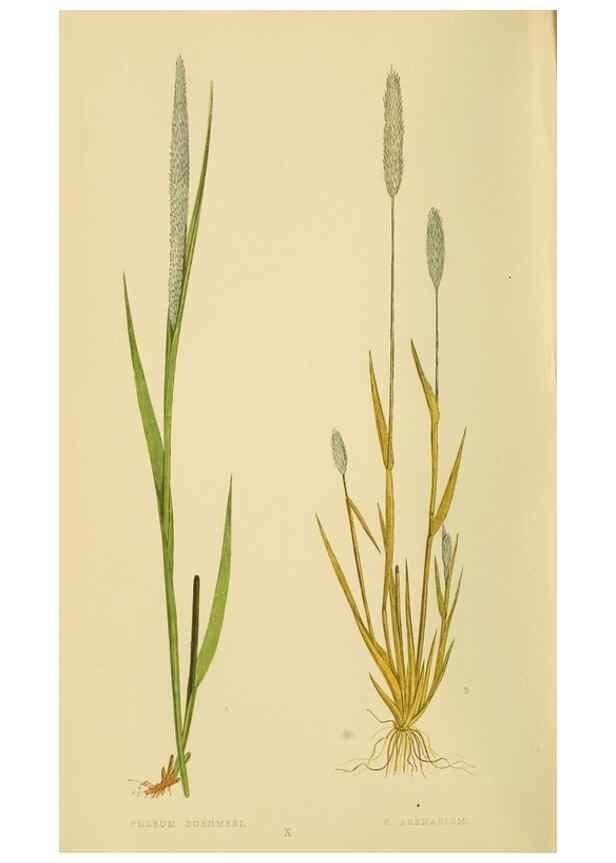 Reproducción/Reproduction 6869536879: A natural history of British grasses.. London,Groombridge,1858.