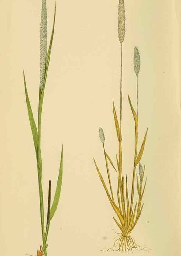 Reproducción/Reproduction 6869536879: A natural history of British grasses.. London,Groombridge,1858.