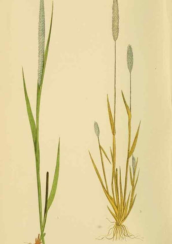 Reproducción/Reproduction 6869536879: A natural history of British grasses.. London,Groombridge,1858.