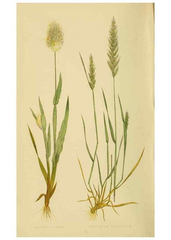 Reproducción/Reproduction 6869537609: A natural history of British grasses.. London,Groombridge,1858.