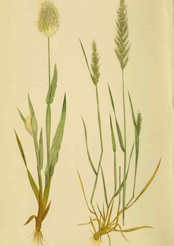 Reproducción/Reproduction 6869537609: A natural history of British grasses.. London,Groombridge,1858.