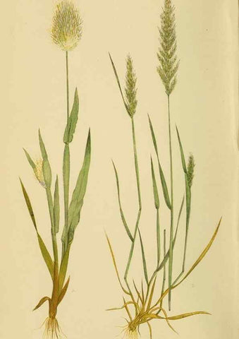 Reproducción/Reproduction 6869537609: A natural history of British grasses.. London,Groombridge,1858.