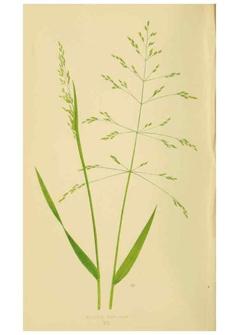 Reproducción/Reproduction 6869538197: A natural history of British grasses.. London,Groombridge,1858.