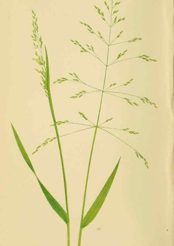 Reproducción/Reproduction 6869538197: A natural history of British grasses.. London,Groombridge,1858.