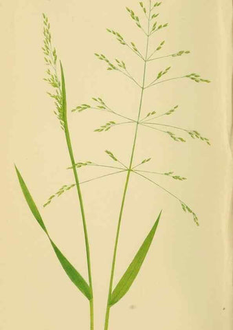Reproducción/Reproduction 6869538197: A natural history of British grasses.. London,Groombridge,1858.